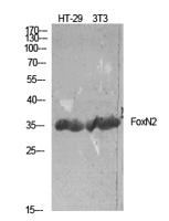 FoxN2 Polyclonal Antibody