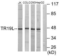 RELT Polyclonal Antibody