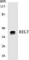 RELT Polyclonal Antibody