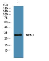 REM1 Polyclonal Antibody