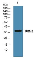 REM2 Polyclonal Antibody