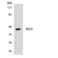 Renin Polyclonal Antibody