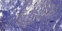 Renin Polyclonal Antibody
