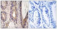 Rent1 Polyclonal Antibody