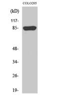 REP-2 Polyclonal Antibody