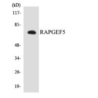 Repac Polyclonal Antibody