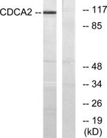 Repo-Man Polyclonal Antibody