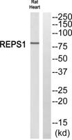 REPS1 Polyclonal Antibody