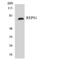 REPS1 Polyclonal Antibody