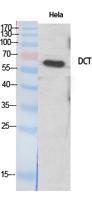 TRP2 Polyclonal Antibody