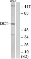 TRP2 Polyclonal Antibody