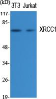 XRCC1 Polyclonal Antibody