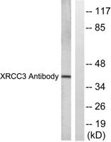 XRCC3 Polyclonal Antibody