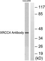 XRCC4 Polyclonal Antibody