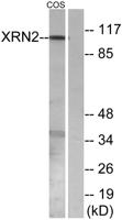 XRN2 Polyclonal Antibody