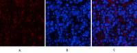 YAP Polyclonal Antibody