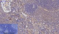 YAP Polyclonal Antibody