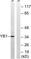 YB-1 Polyclonal Antibody