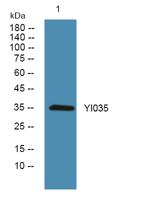 YI035 Polyclonal Antibody