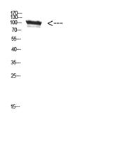 TRPV4 Polyclonal Antibody