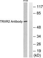 TrxR2 Polyclonal Antibody