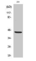 ZAR1 Polyclonal Antibody