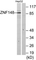 ZBP-89 Polyclonal Antibody