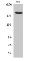 ZC3H13 Polyclonal Antibody