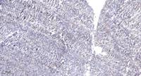 ZFHX2 Polyclonal Antibody