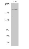 ZFP106 Polyclonal Antibody