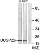 VHX Polyclonal Antibody