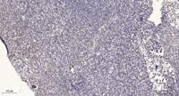 VHX Polyclonal Antibody