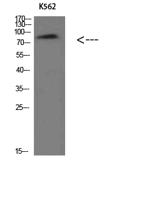 Villin Polyclonal Antibody