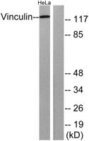 Vinculin Polyclonal Antibody