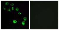 VN1R4 Polyclonal Antibody