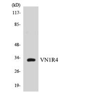 VN1R4 Polyclonal Antibody