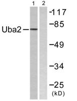 UBA2 Polyclonal Antibody