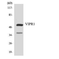 VPAC1 Polyclonal Antibody