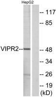 VPAC2 Polyclonal Antibody