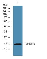 VPREB Polyclonal Antibody