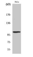 UBE1L Polyclonal Antibody