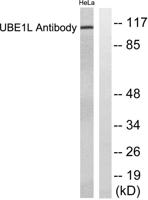 UBE1L Polyclonal Antibody