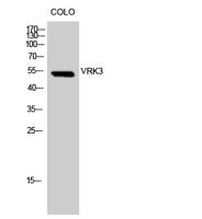 VRK3 Polyclonal Antibody