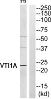 v-SNARE Vti1a Polyclonal Antibody