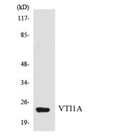 v-SNARE Vti1a Polyclonal Antibody