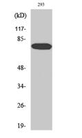 WAVE1 Polyclonal Antibody