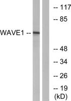 WAVE1 Polyclonal Antibody