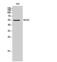 WAVE2 Polyclonal Antibody