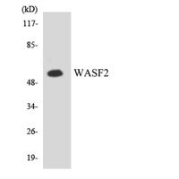 WAVE2 Polyclonal Antibody