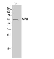 WAVE3 Polyclonal Antibody